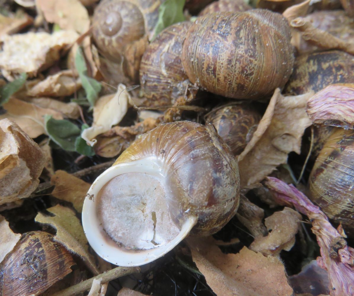 The dried mucus lid or epiphragm is used to cover the shell opening and protect the snail from desiccation. Sea snails often have a more permanent door structure called an operculum.