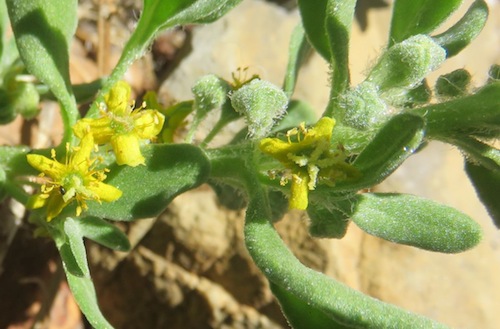 The tiny starry flowers of Tetragonia decumbens