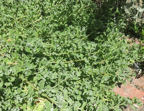 Dune spinach reaching out to cover the hot sand