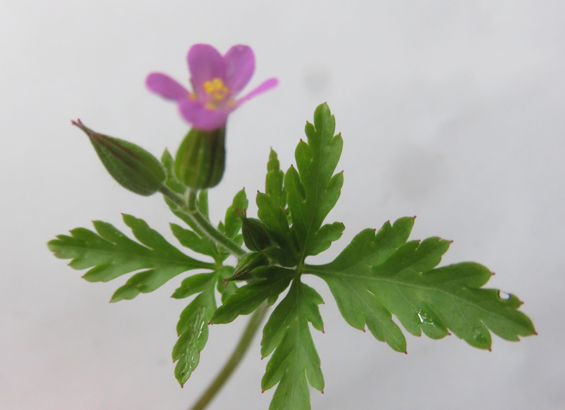 Possibly the little robin, related to Geranium robertianum