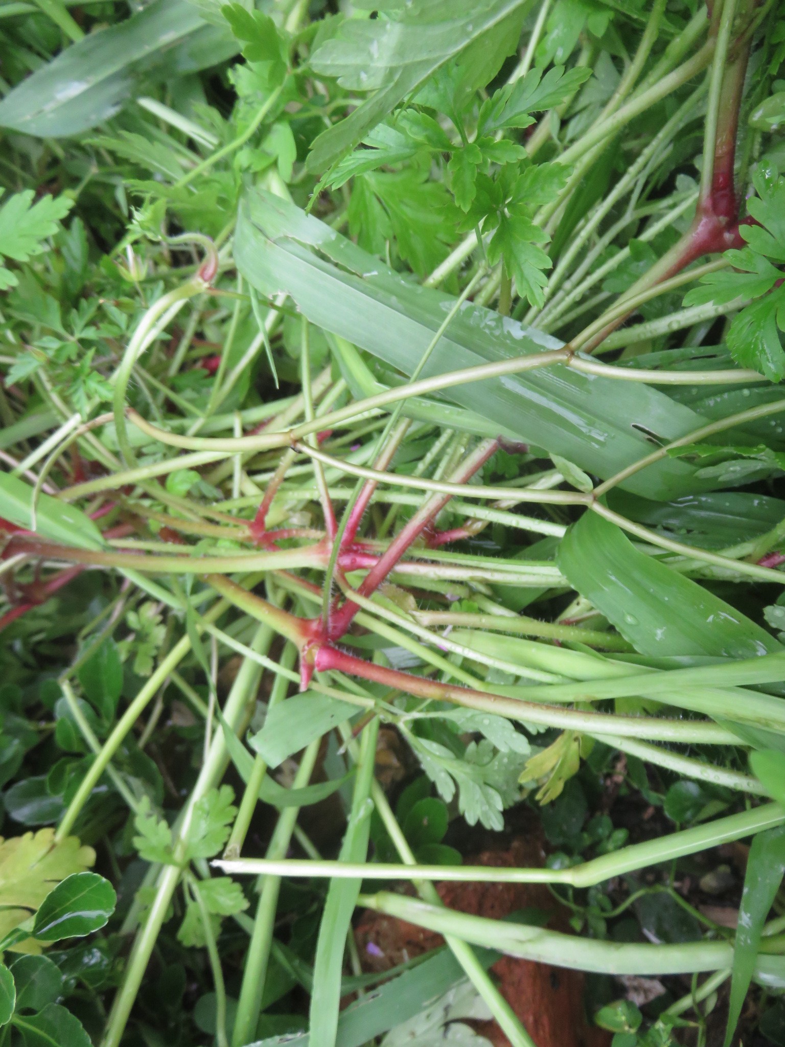 The red knees of this smelly plant