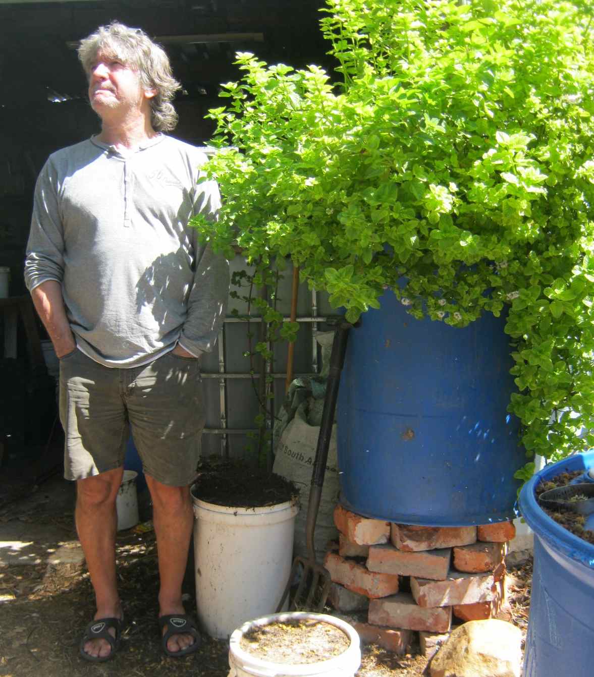 mint thrives in aquaponics, one of the easiest vegetables to grow