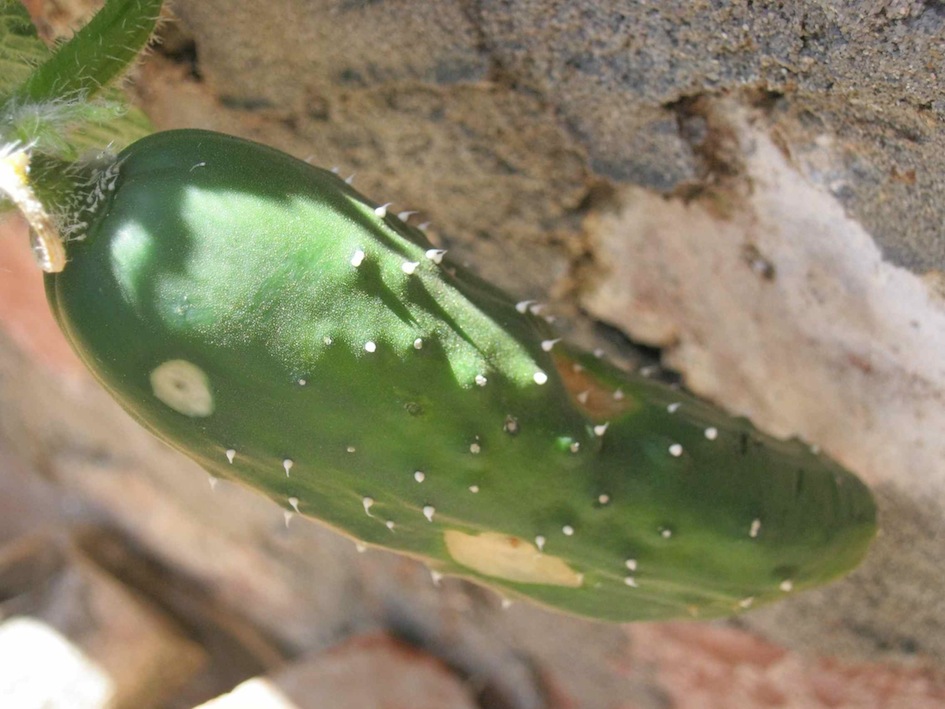 A warning sign of cucumber fruit fly, dry sting marks.