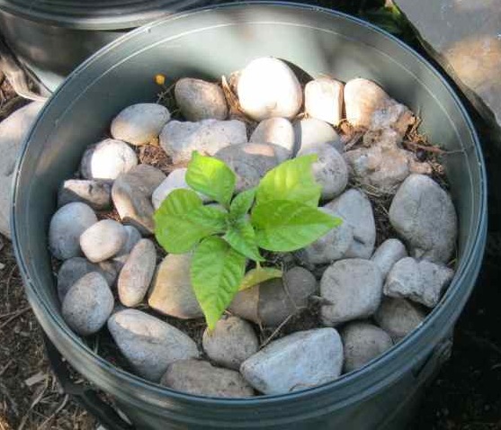 how to stop birds scratching out your seedlings