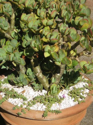 drought tolerant plants with squat nutrient storing stems