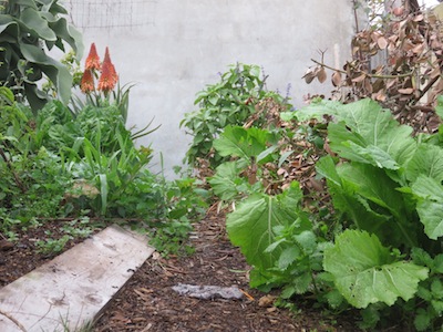 One picture many lessons. The hotspot ( wall) with  indigenous plants, thorns protecting olives, I'll never add bone meal again, luxuriant cabbages and little else