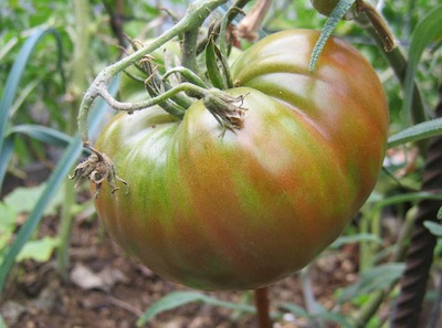 on of the easiest to grow and globally successful nightshade vegetables, the tomato