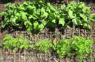 the carrots and radishes sown in the bed under wire mesh