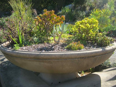 a selection of drought tolerant plants at Kirstenbosch