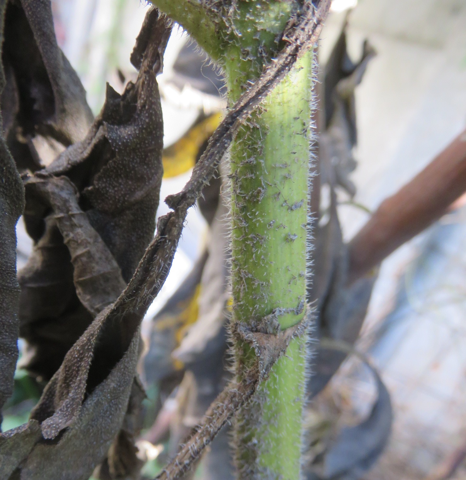 The stem which had the most tiny tubers was still green.