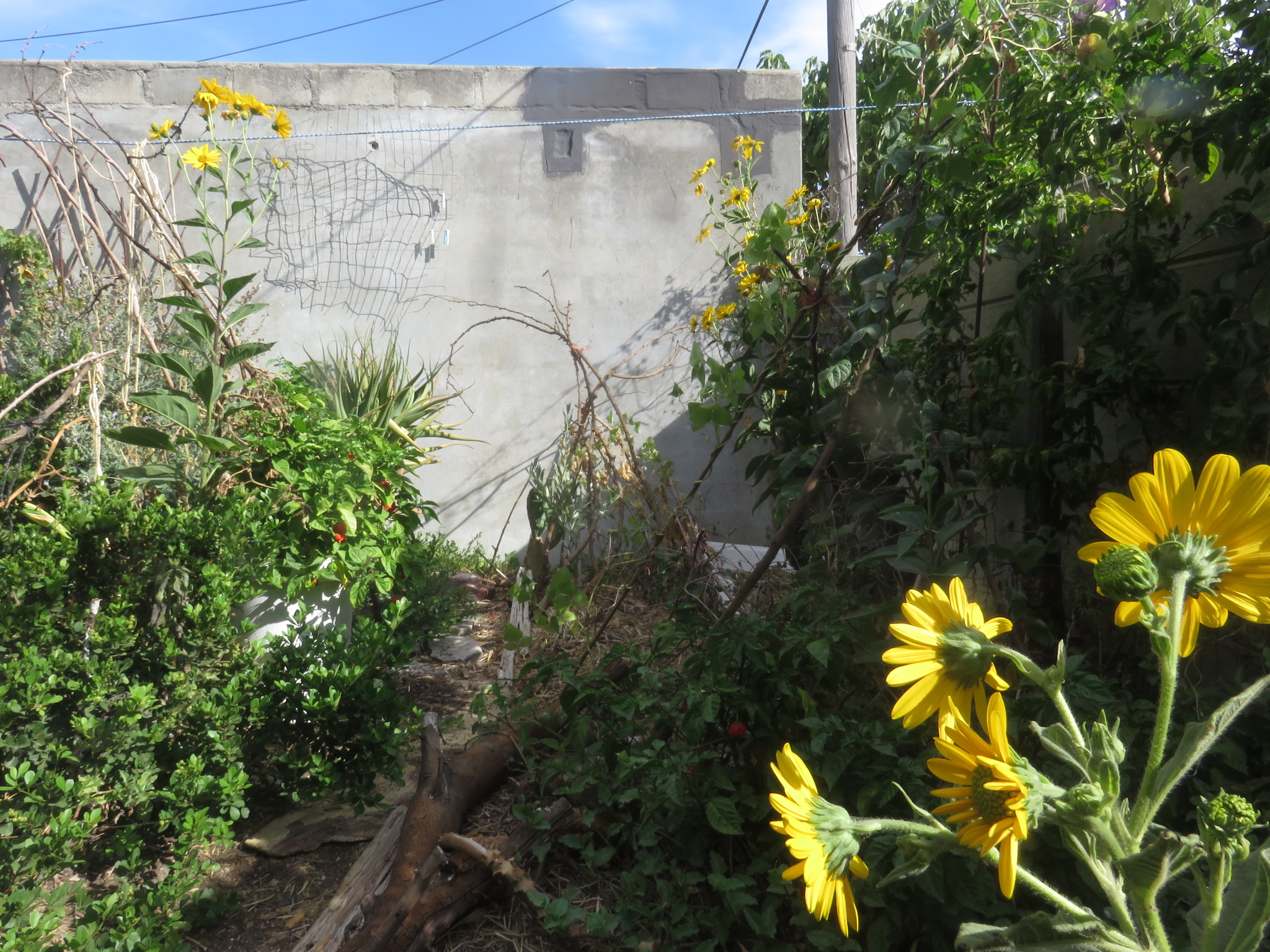 The sunchokes brighten up a dull corner of my backyard.