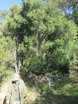 my mother near the curtain of plants on the sunny side