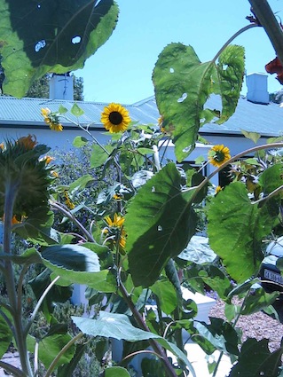 sunflowers in a permaculture garden