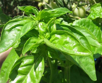 sweet basil is a delight, making for easy vegetable gardening