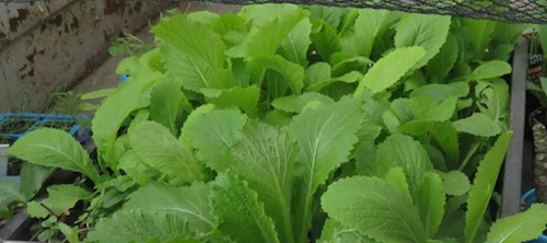 mustard and Chinese cabbage seedlings tend to swamp the others
