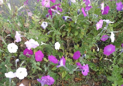 Petunia sp.