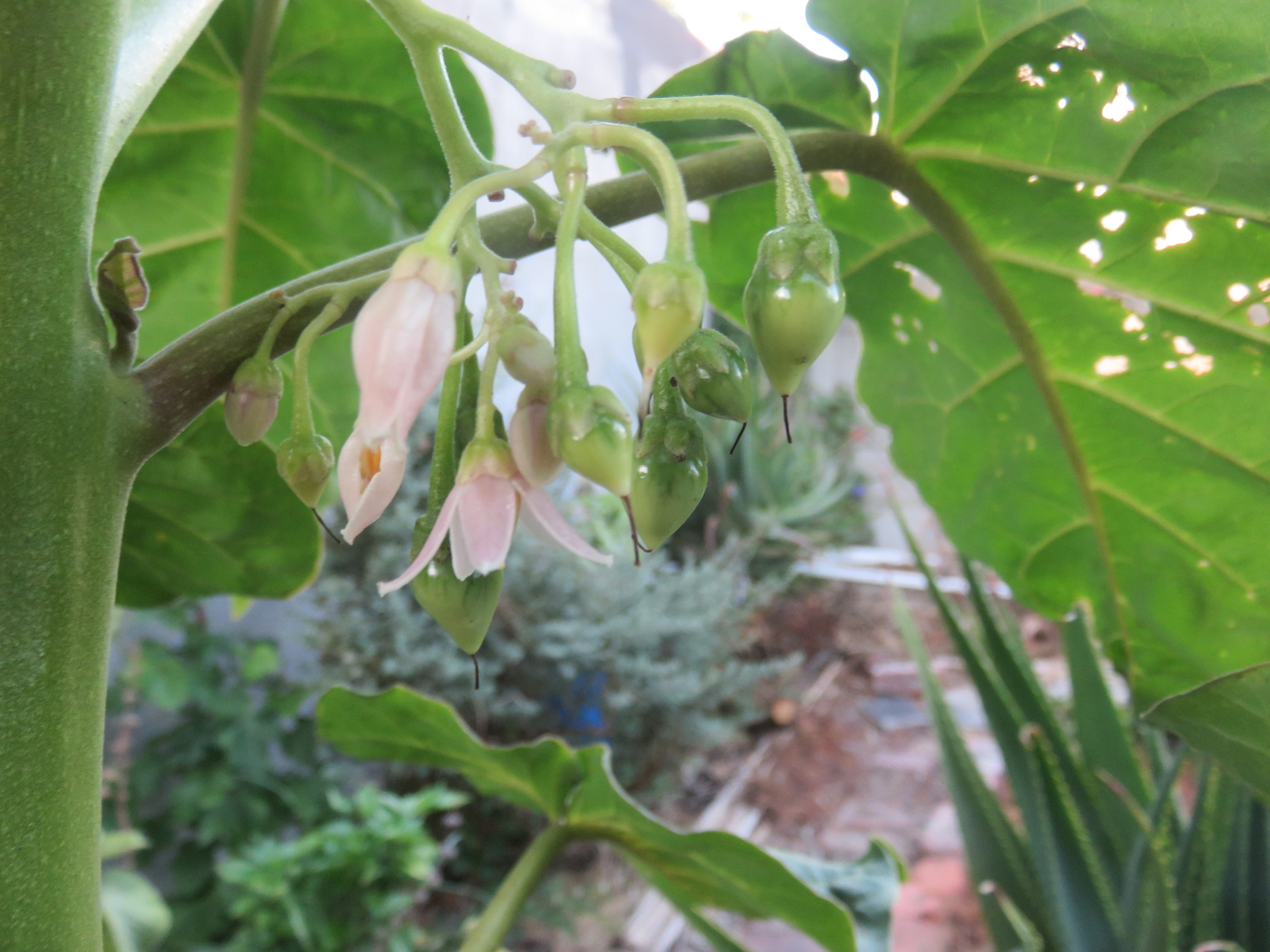 Tiny fruits appear soon after flowering, but will take 6 month to ripen on the tree