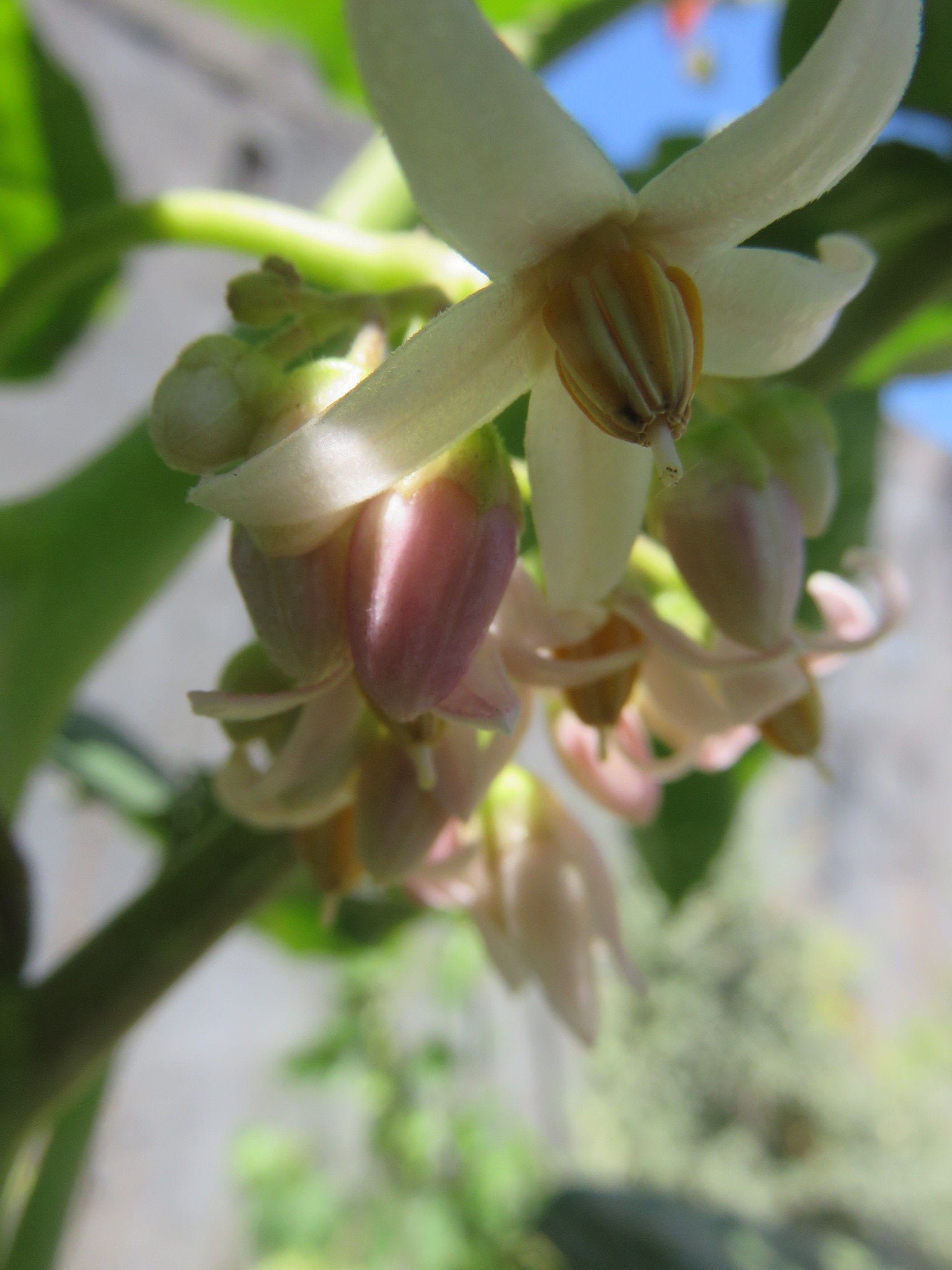 The exquisite tomato tree flowers