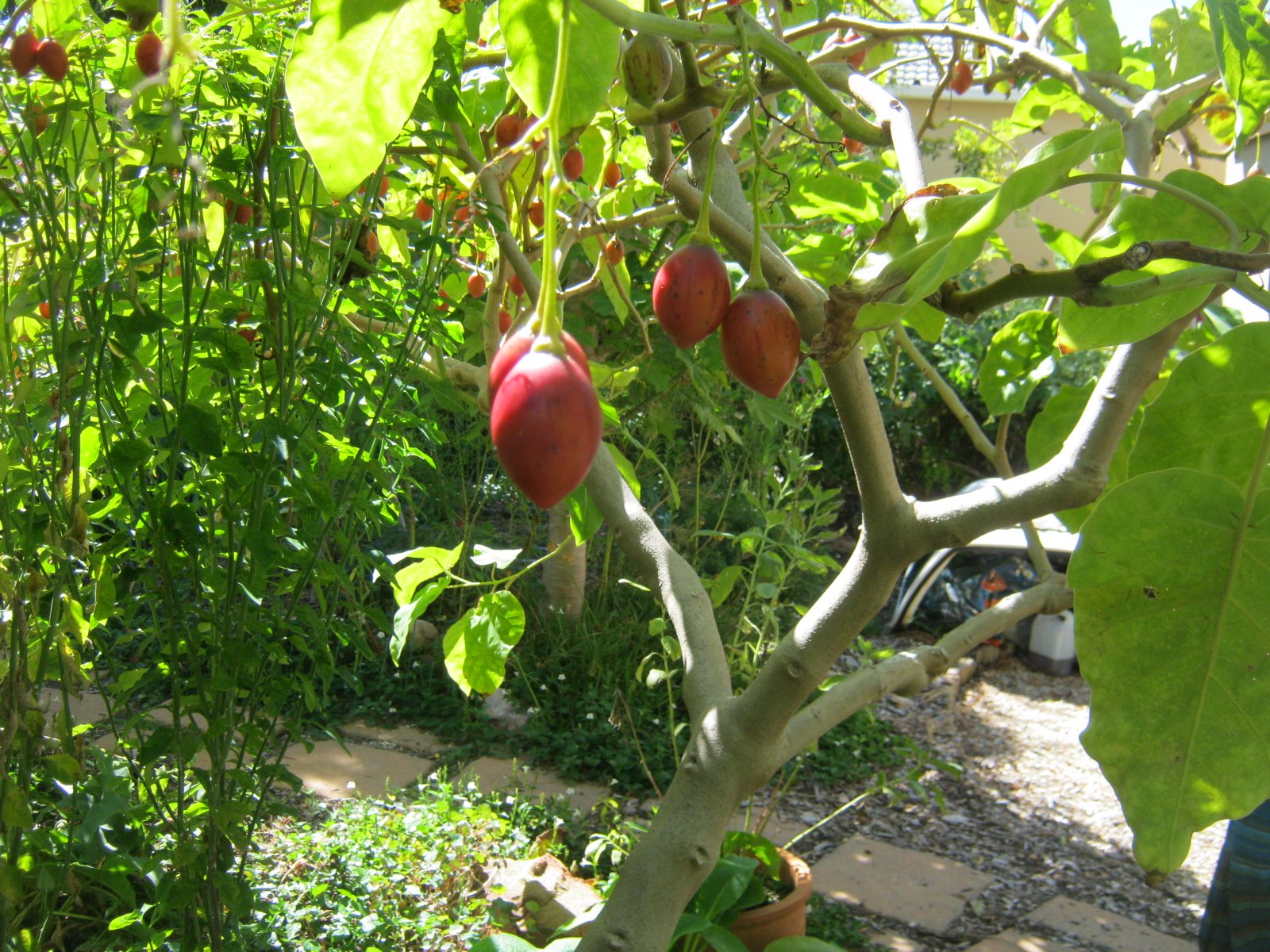 The mother plant of my tamarillos, in the Urban Farmstead in Tokai