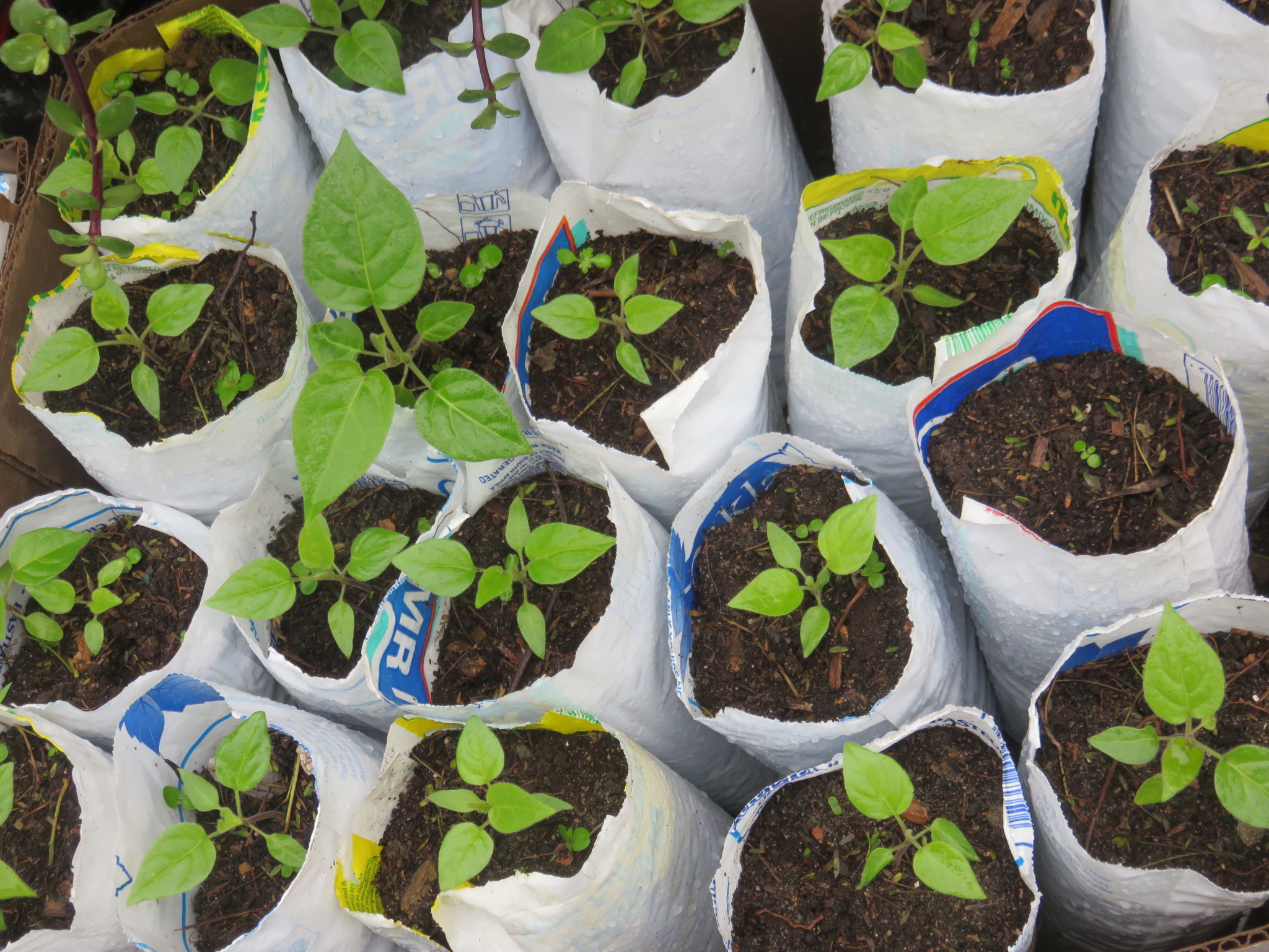 The next stage was to plant the seedlings individually in recycled milk bags. After this they were planted out in the garden.