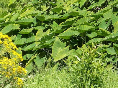 What looks like Taro, flourishing in the stream behind Groot Constantia in Cape Town