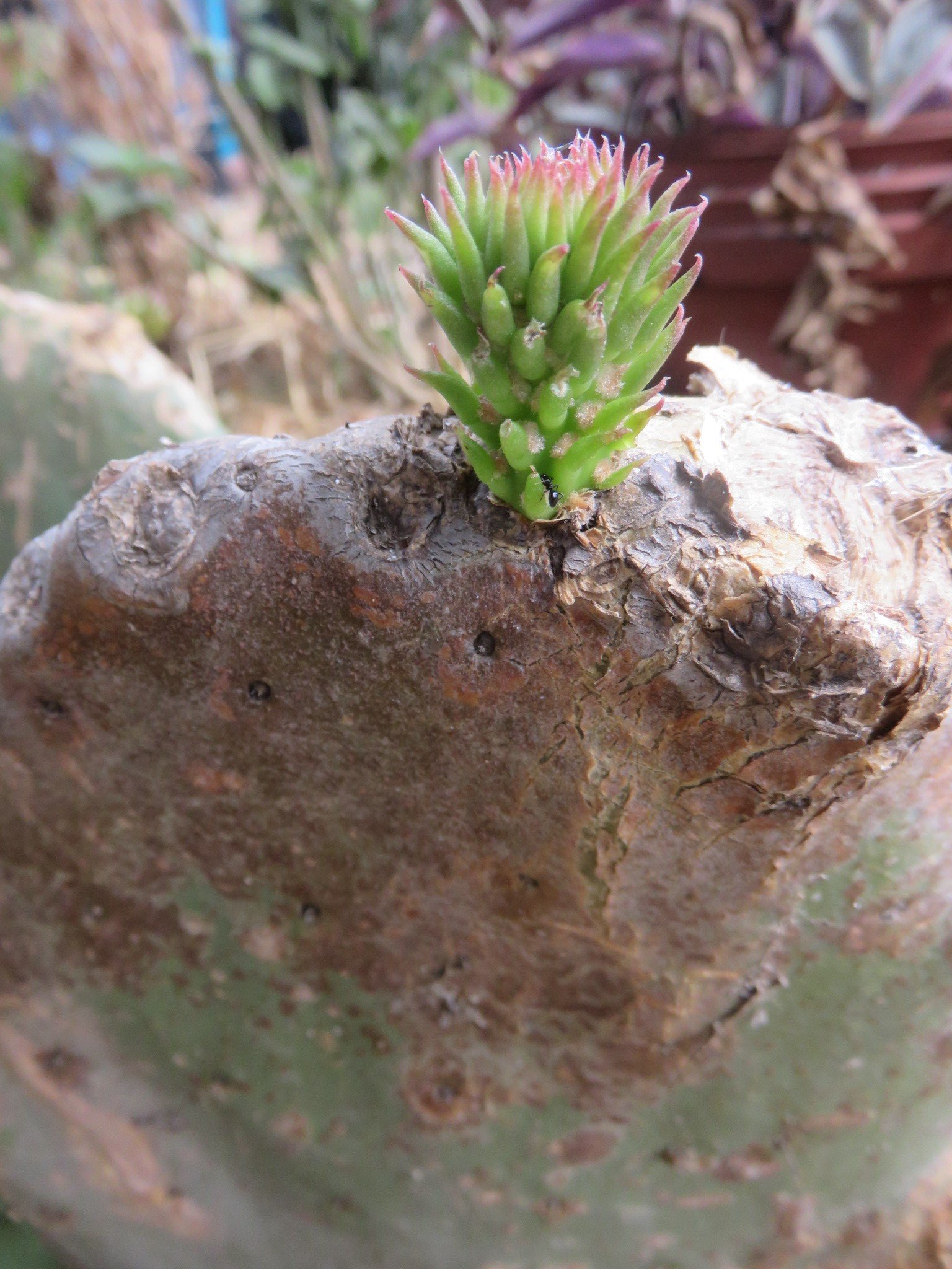 a spiky flower like nopal bud