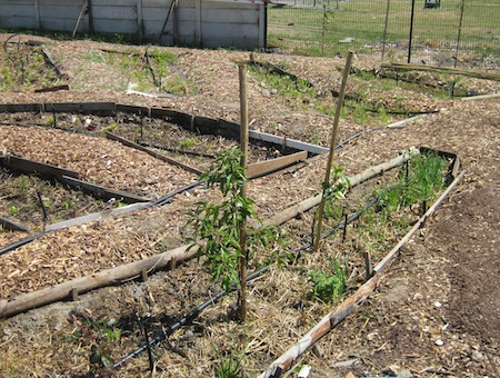 The beautifully laid out sunken beds at Khanyisa. Mulching with wood chip and straw introduces organic fertilizers to the soil as the material decomposes