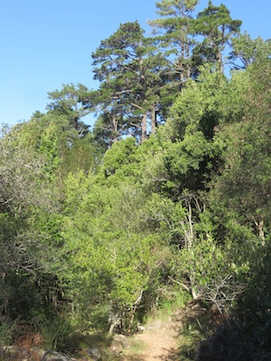 the pocket forest seen from the outside, dwarfed by pines