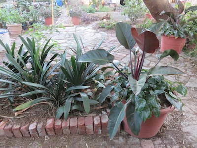 shady water-wise shade champions: paving, pots, clivias