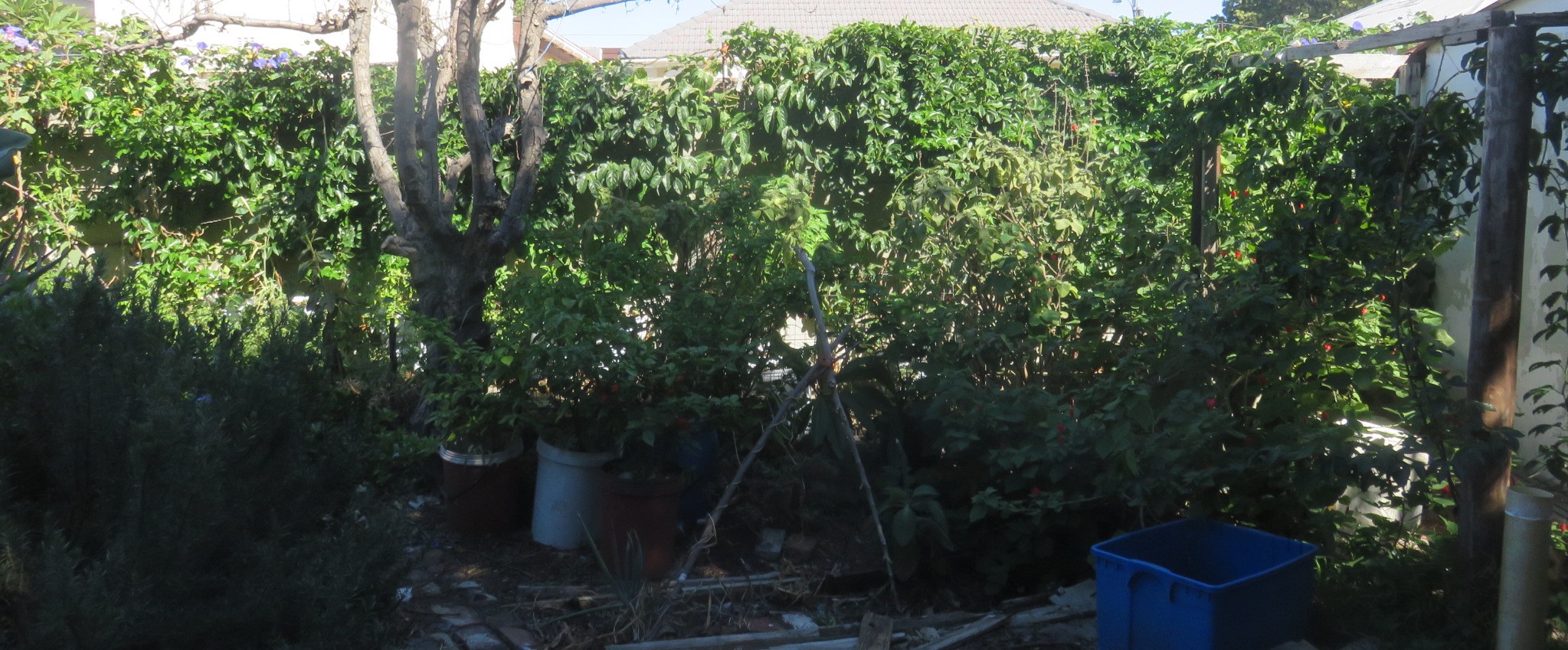 The bought vine spreads from left of the tree through to the vertical posts on the right, flanked by small home grown vines, like the one on the vertical posts.