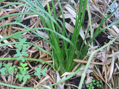 Trachyandra or indigenous asparagus