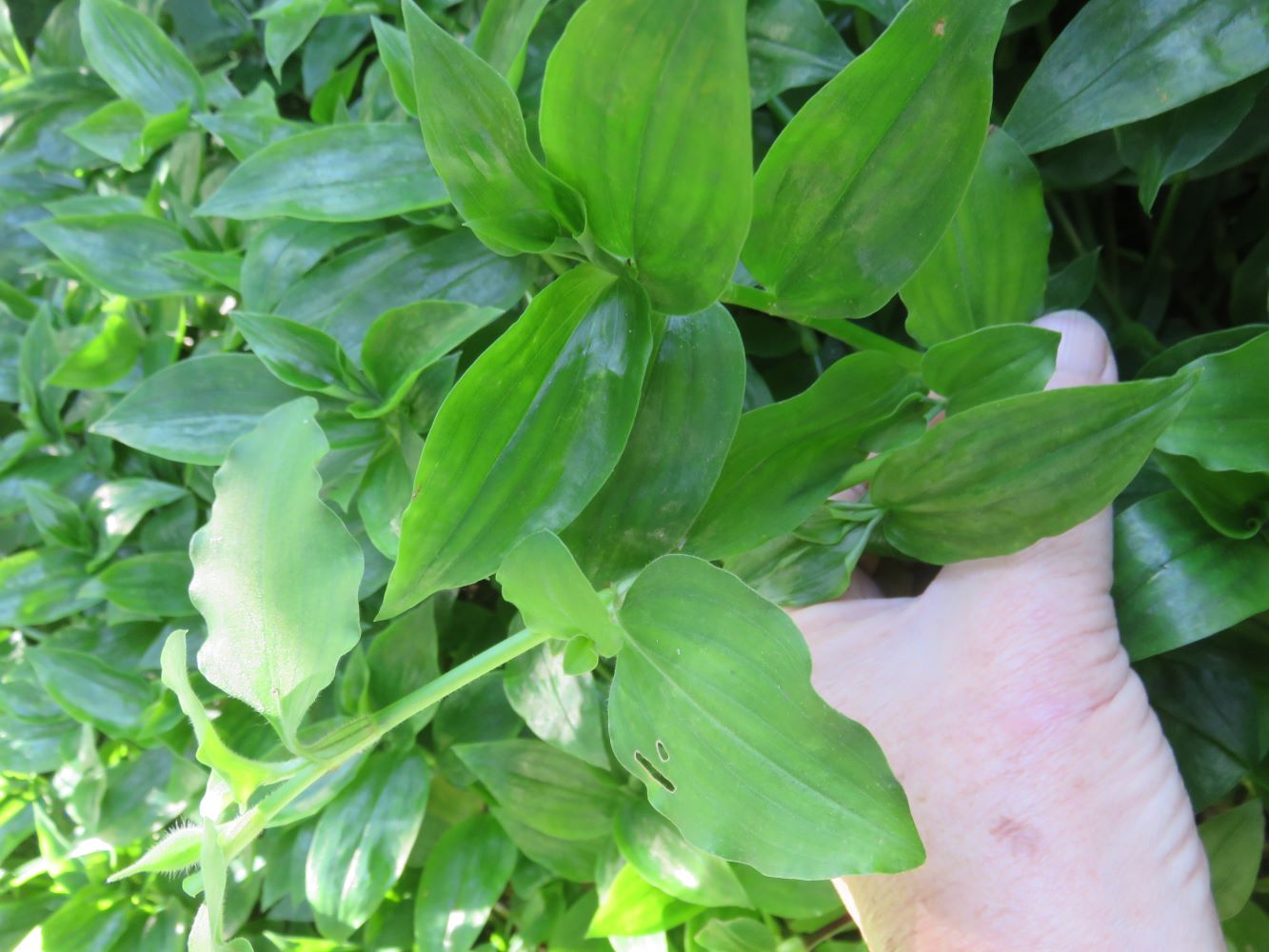 Commelina top, and Tradescantia bottom, compared.