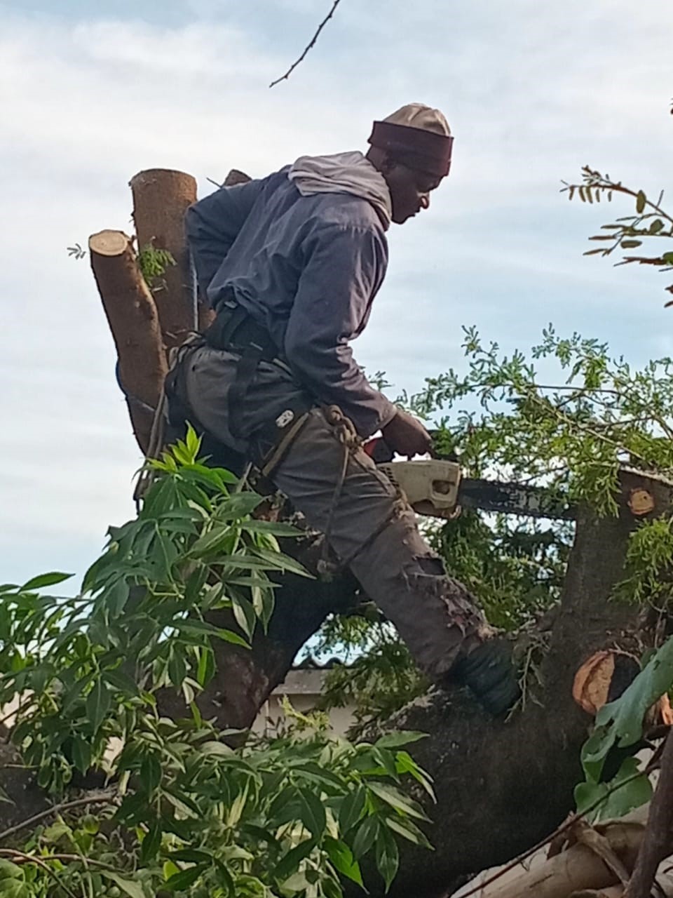 arborist at work