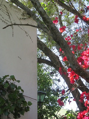 tree too close