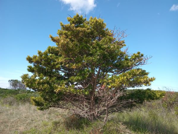 yellowwood tree