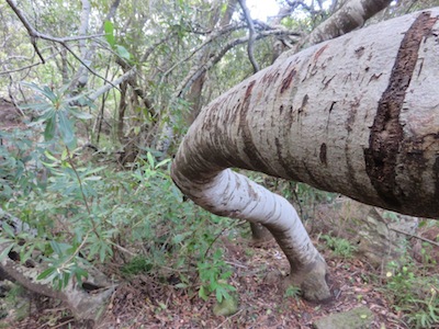 Wild almond, one of the few indigenous trees planted by the early Dutch at the Cape. They preferred to fell whole forests which are now only words in the diary of the bitter almond planter.