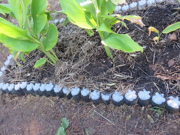 The dark black soil and passive irrigation in tumeric patch