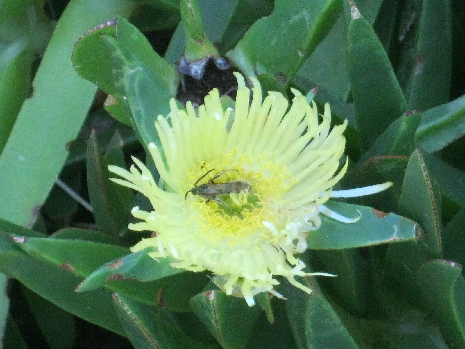 Carpobrotus edulis attracts native beetles which help with pollination