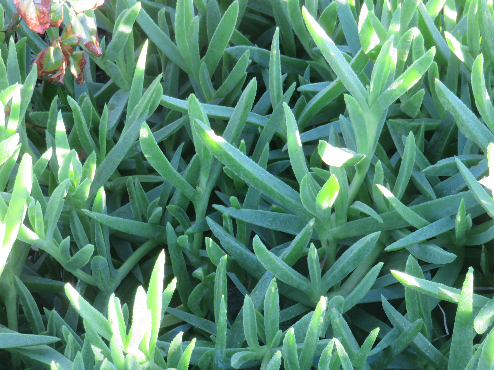 Carpobrotus edulis growing in a Rastafarian food garden in Langa, Cape Town.