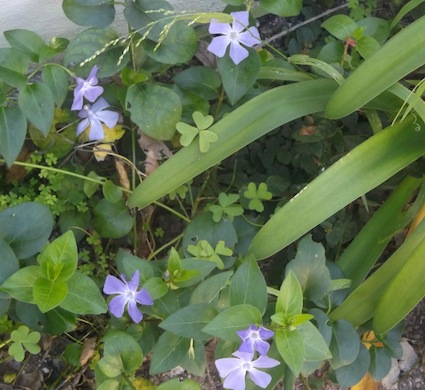 The ubiquitous perennial vinca