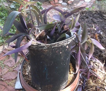 The shoots rooted in a bucket on the windowsill in a few weeks