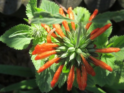 a beautiful African medicinal: Leonotus leonorus