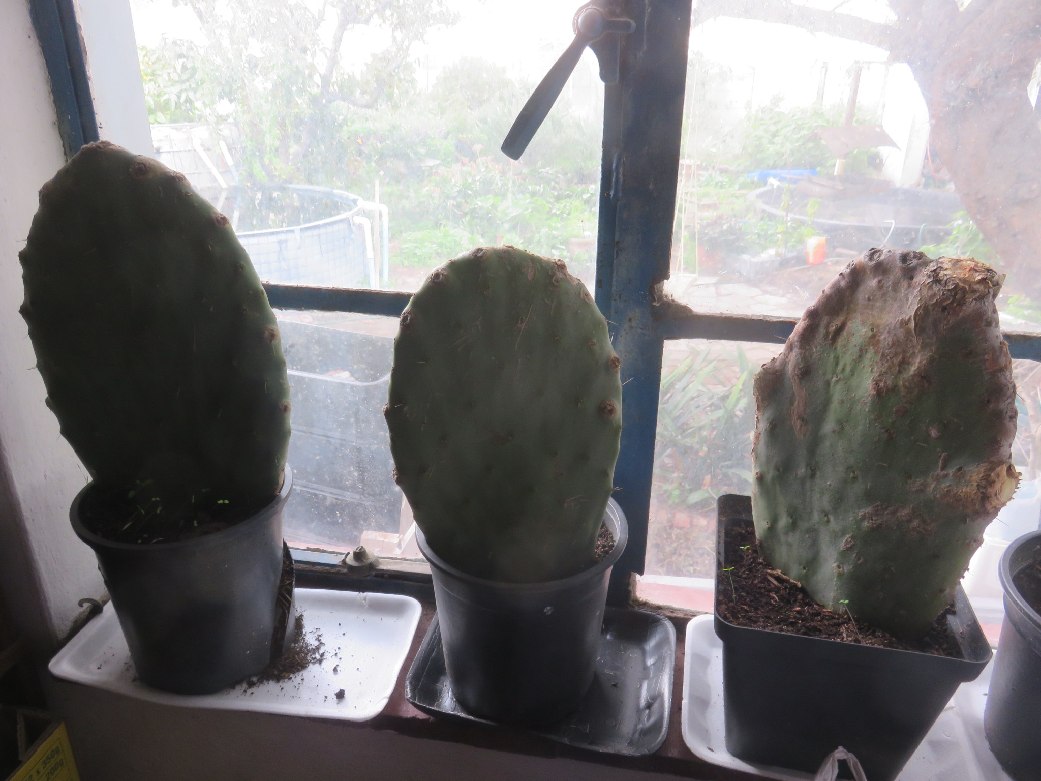 some nopale cuttings, or pads growing on my window sill