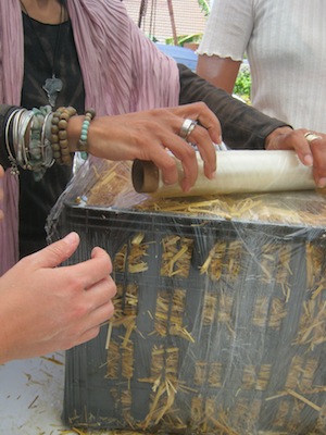 growing mushrooms on straw, protecting the medium