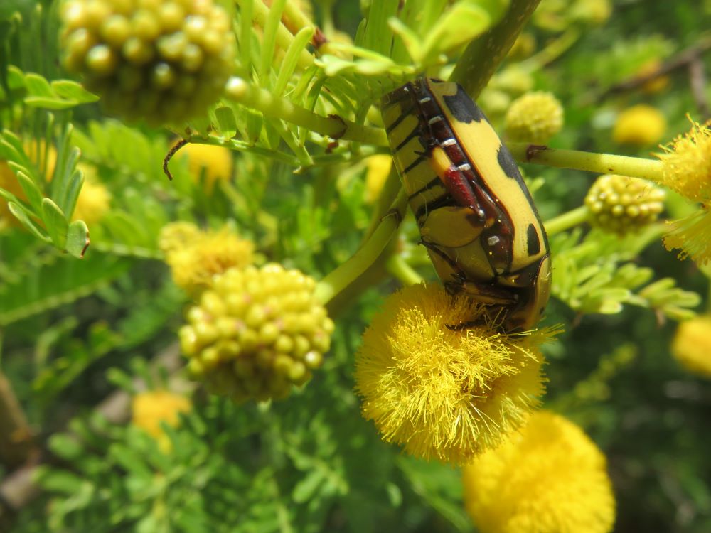 beetle in thorn tree