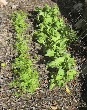 growing radishes and carrots together for companionship