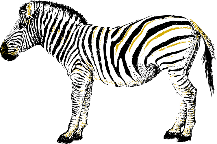 Zebra are increasing again in Namibia.