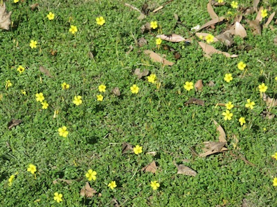 Oxalis in the grass