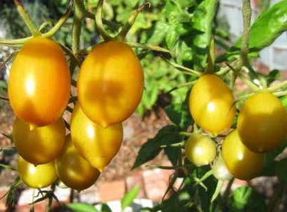the first tomatoes in Mayan agriculture were small and a yellow variety