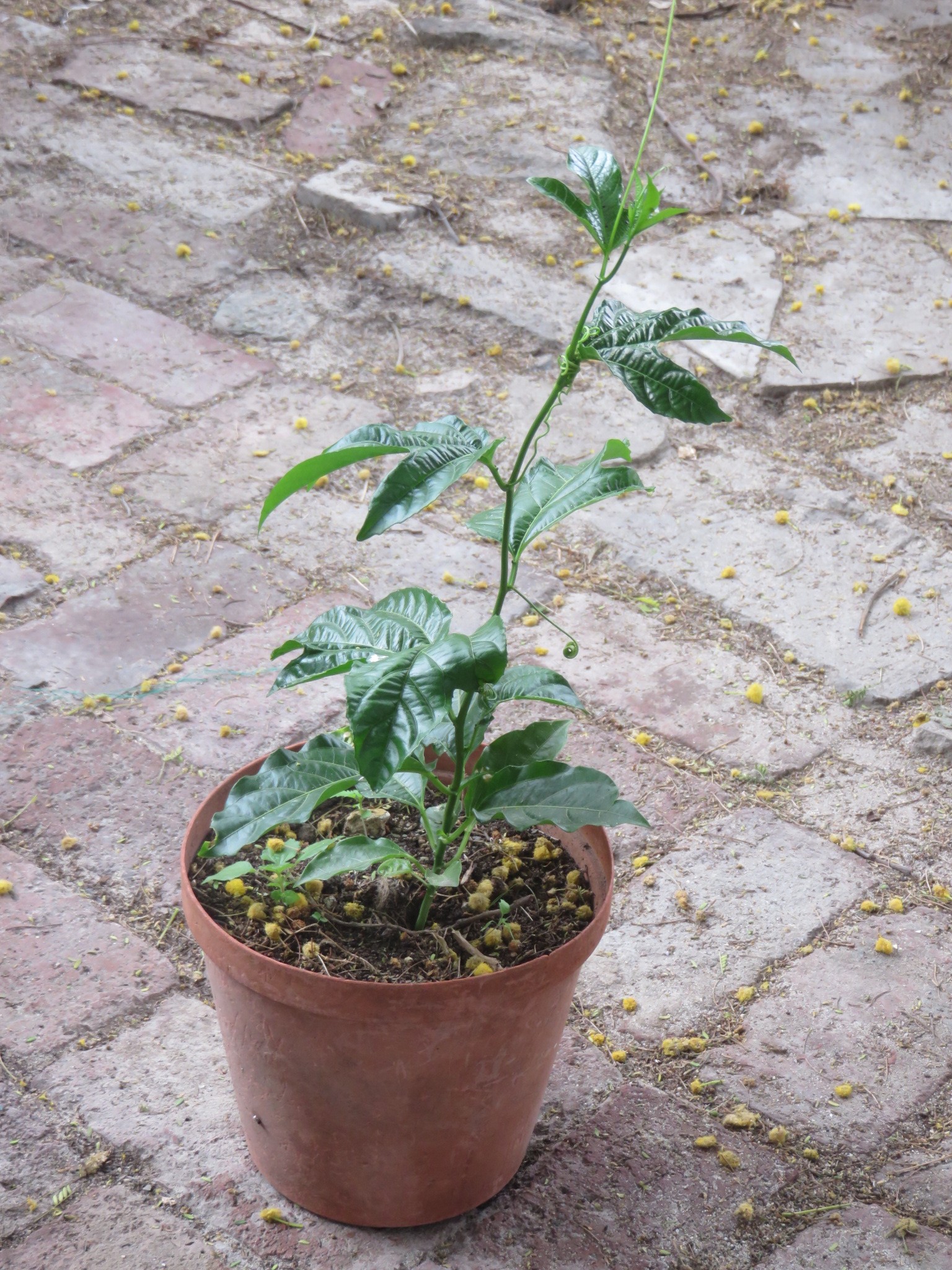 A vine ready to plant